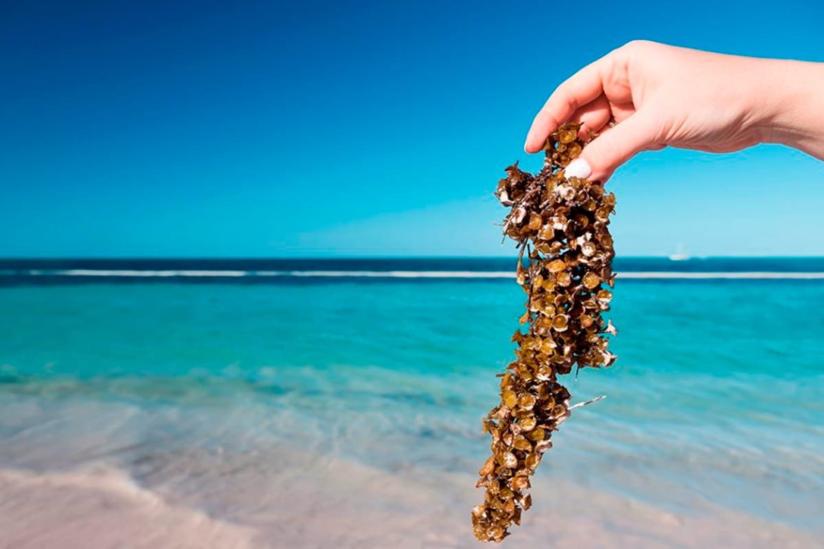 Sargassum in Cancún: An Environmental Challenge for the Mexican Caribbean