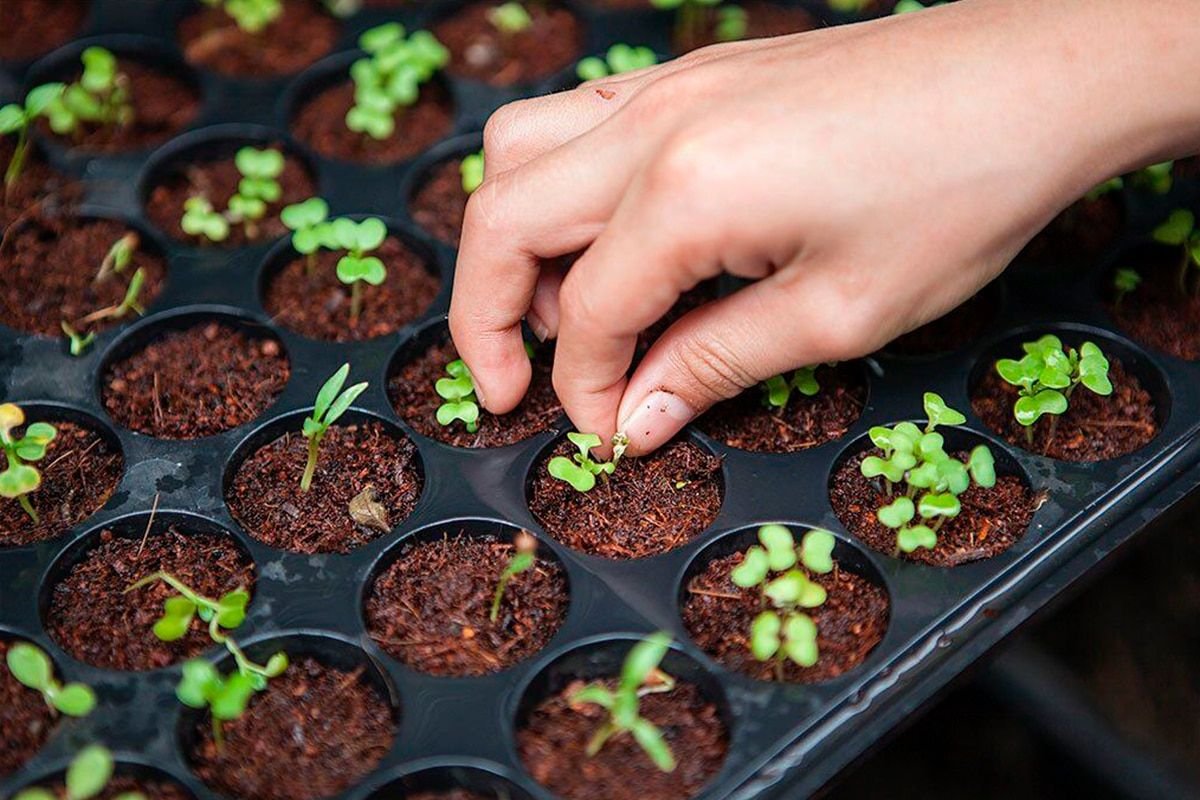 De la tierra a tu mesa: tips para crear un huerto casero con bajo impacto ambiental