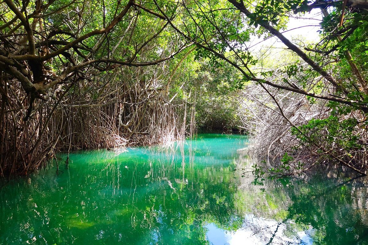 Ley Tajamar: La nueva defensa legal de los manglares en Quintana Roo